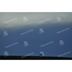 Caballo en el paisaje