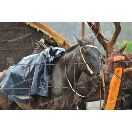 Caballos en el protrero