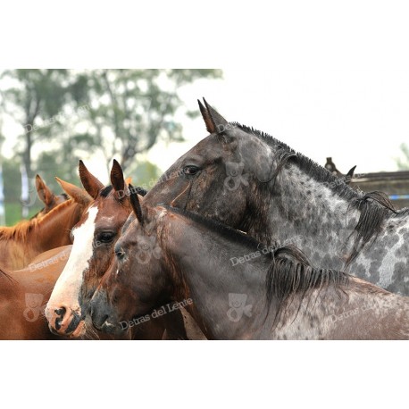 Caballos en el protrero