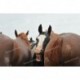 Caballos en el protrero