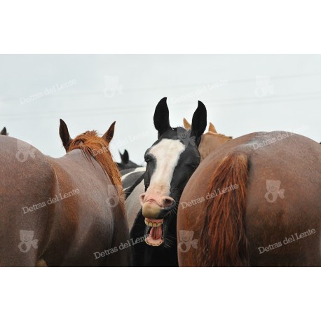 Caballos en el protrero