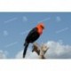 Pajaros del Uruguay