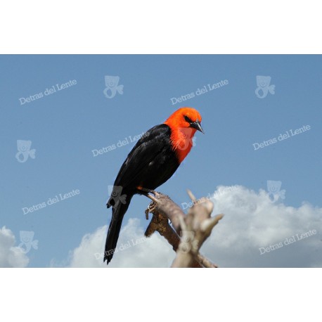 Pajaros del Uruguay