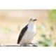Pajaros del Uruguay