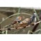 Pajaros del Uruguay