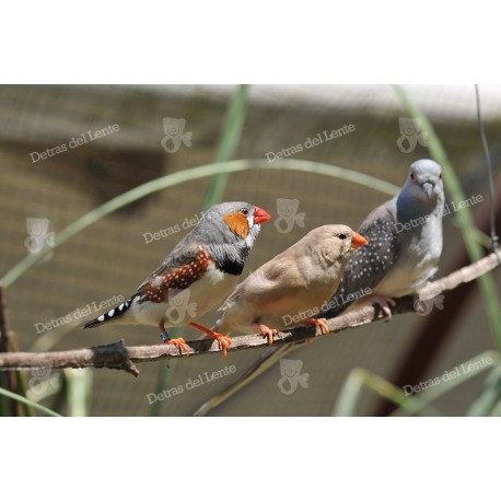 Pajaros del Uruguay