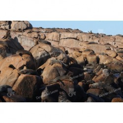 Lobo Marino en Isla de Lobos