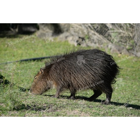 Carpincho capincho o capibara