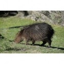 Carpincho capincho o capibara
