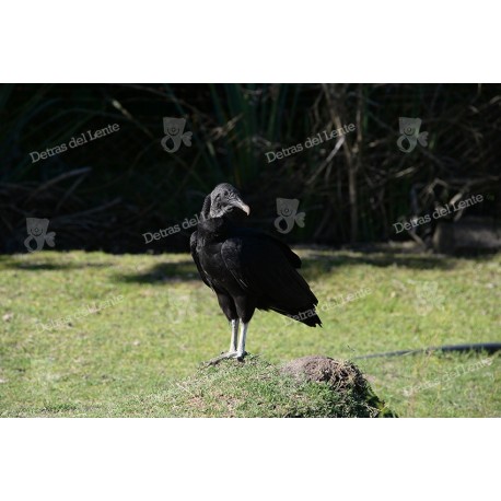 Pajaros del Uruguay