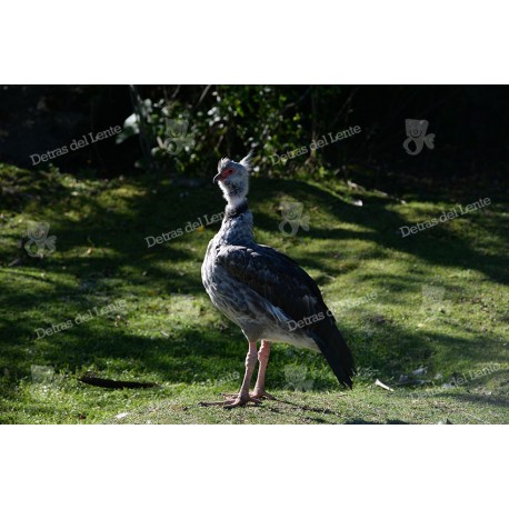 Pajaros del Uruguay