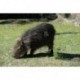 Carpincho capincho o capibara