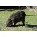 Carpincho capincho o capibara