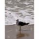 Gaviota a la orilla del mar