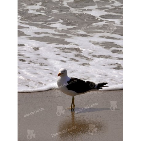 Gaviota a la orilla del mar