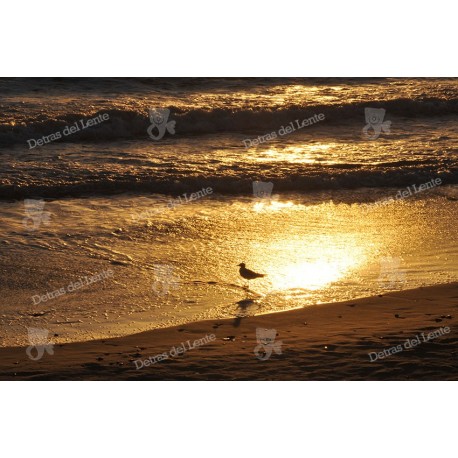 Reflejos de una Puesta de Sol sobre gaviota