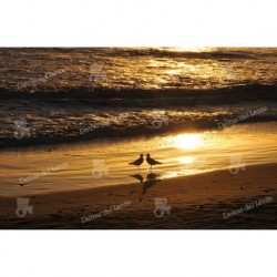 Reflejos de una Puesta de Sol sobre dos gaviotas