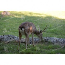 El Venado de Campo
