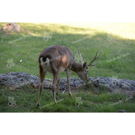 El Venado de Campo