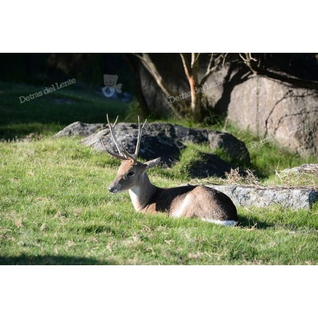 El Venado de Campo
