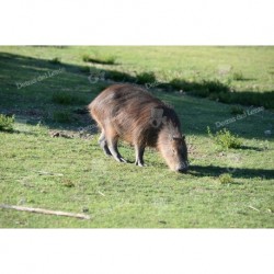 Carpincho capincho o capibara