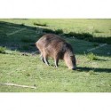 Carpincho capincho o capibara