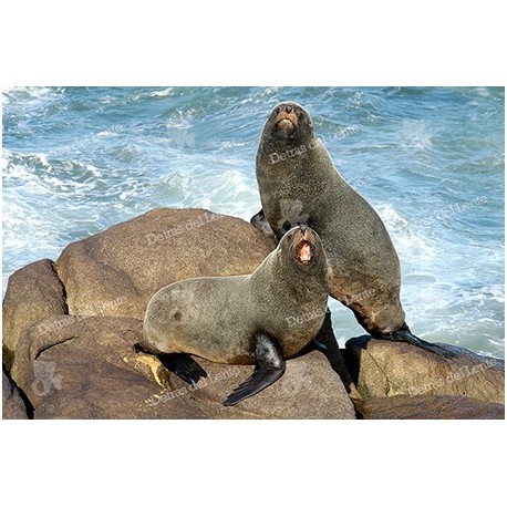 Lobo Marino en Isla de Lobos