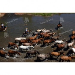 Arreando Caballos