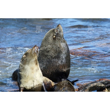 Lobo Marino en Isla de Lobos