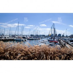 Puerto de Punta del Este