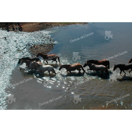 Arreando Caballos