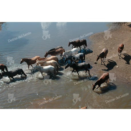 Arreando Caballos