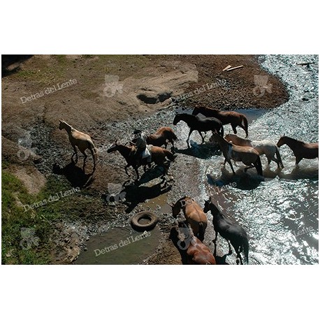 Arreando Caballos