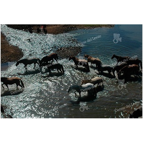 Arreando Caballos