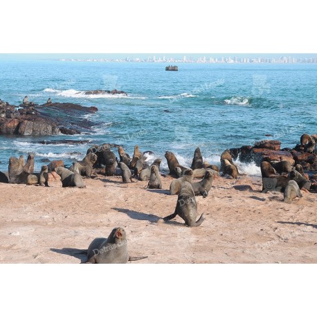 Isla de Lobos y sus lobos marinos