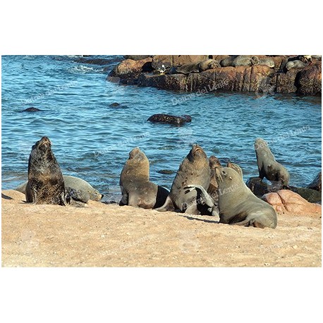 Isla de Lobos y sus lobos marinos