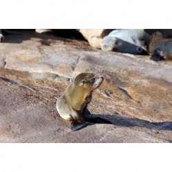 Isla de Lobos y sus lobos marinos