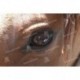 Ojo de Caballo
