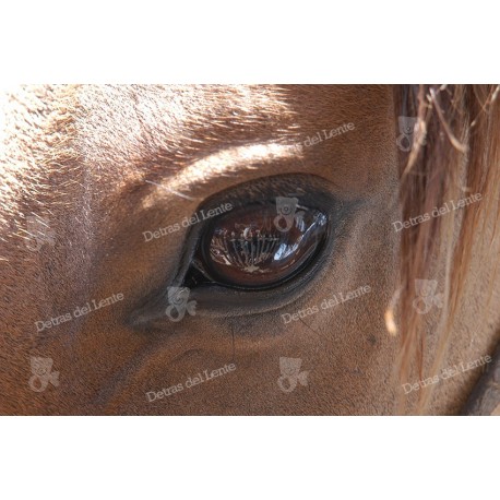 Ojo de Caballo