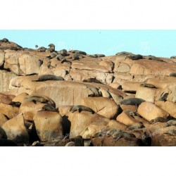 Isla de Lobos y sus lobos marinos