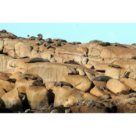 Isla de Lobos y sus lobos marinos