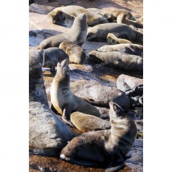 Isla de Lobos y sus lobos marinos