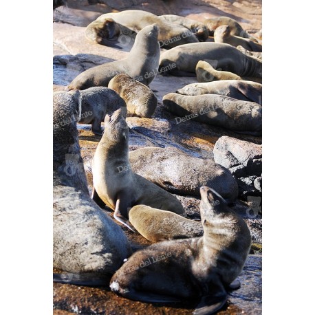 Isla de Lobos y sus lobos marinos