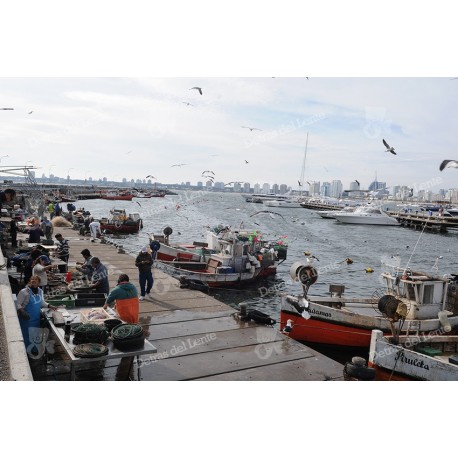Pescadores en el Puerto de Punta del Este