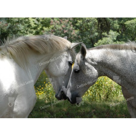 Caballos enamorados
