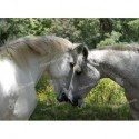 Caballos enamorados