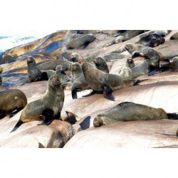 Isla de Lobos y sus lobos marinos