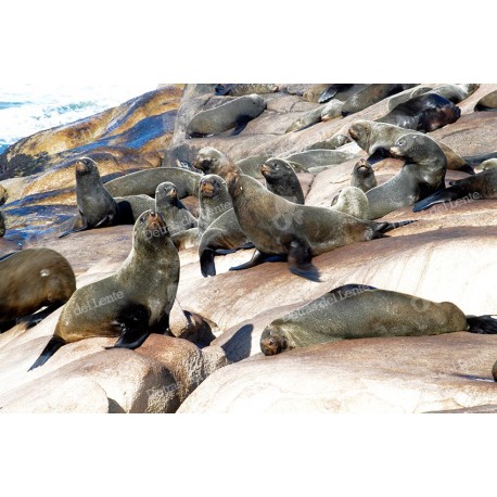 Isla de Lobos y sus lobos marinos