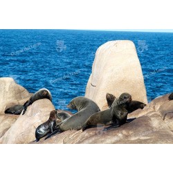 Isla de Lobos y sus lobos marinos