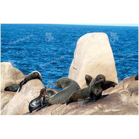 Isla de Lobos y sus lobos marinos